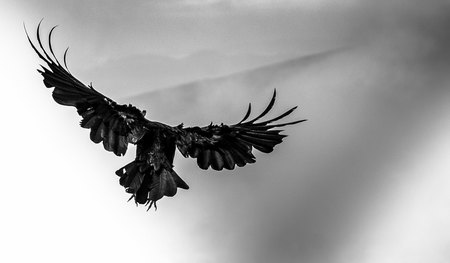 Raven over Mount Strachan