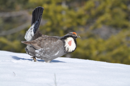 Male Blue Grouse