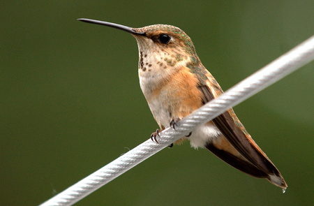 Bird on a wire