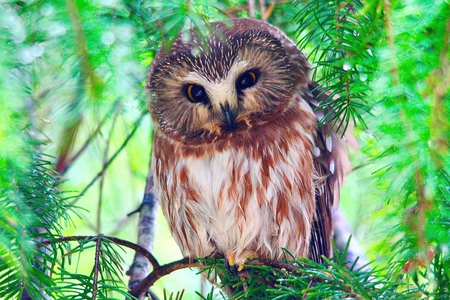 Northern Saw-Whet Owl