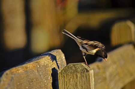 Dark-eyed "Oregon" Junco