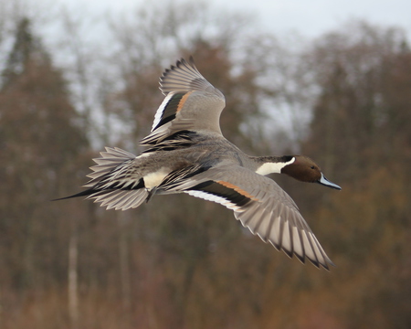 Northern Pintail Flyby
