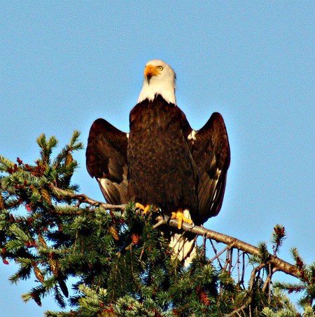 Perched Eagle