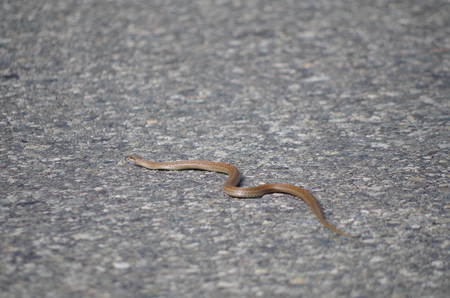 Why did the snake cross the road?