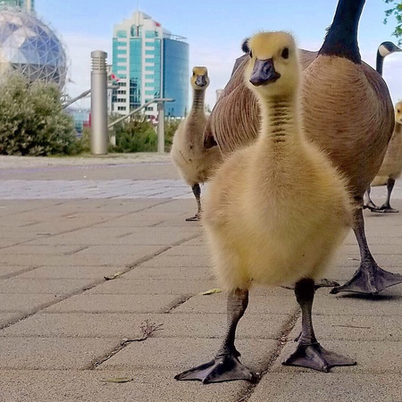Residents Baby Goose are parading in Vancouver.