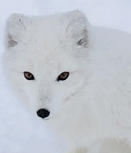 Arctic Fox