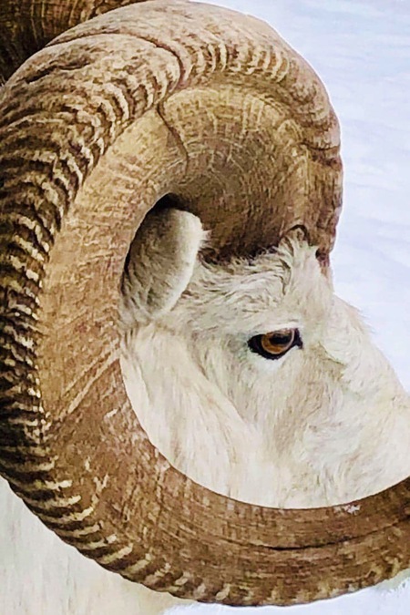 Thinhorn Sheep