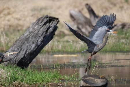 Great Blue Heron Liftoff