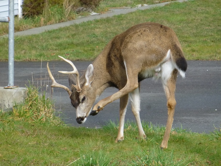 Urban Deer