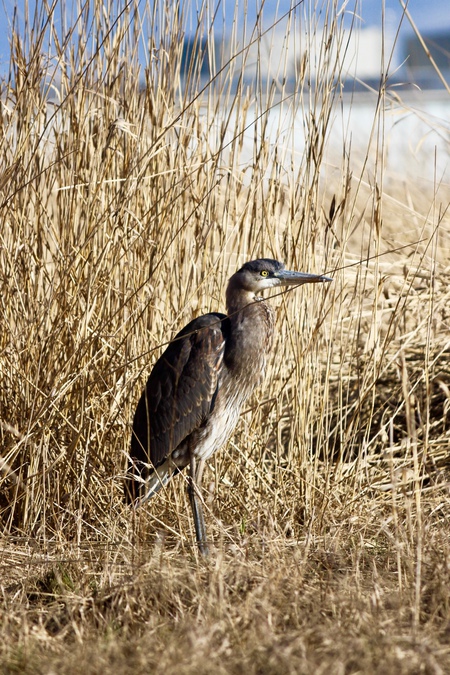 Eye Contact With a Heron