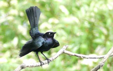 Brewer's Blackbird