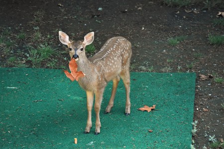 Sandy Bowie - Bambi on golf mat