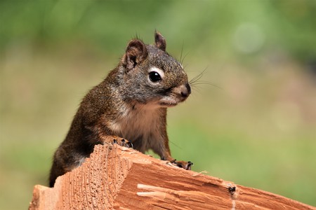Sandy Bowie - Red Squirrel on woodpile