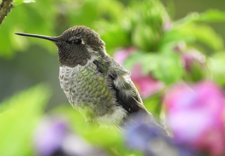 Amongst the Blooms