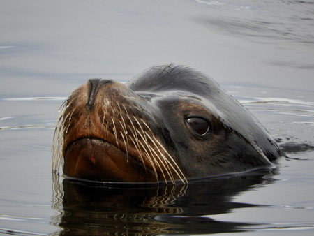 Young Sea Lion