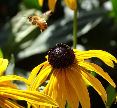 Flight of a city Bee