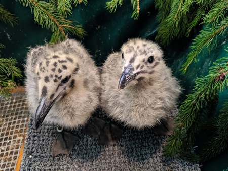 Baby gulls in care at Wild ARC