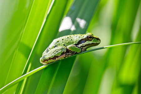 Pacific Tree Frog 