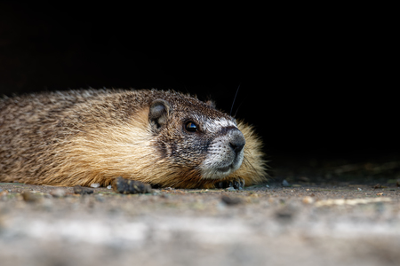 My Marmot Friend