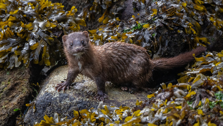 Curious Mink