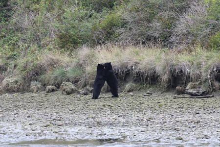 Bear Hugs