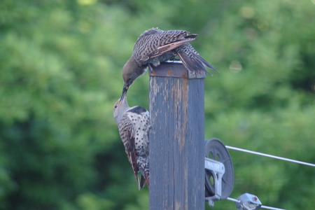 Mother Woodpecker Feeding  Her Young