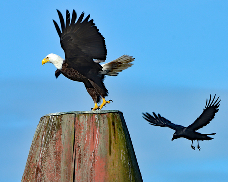 Bald eagle chased by crow