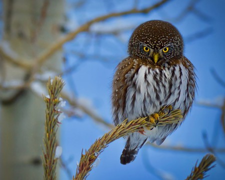 Pygmy Owl Staredown 