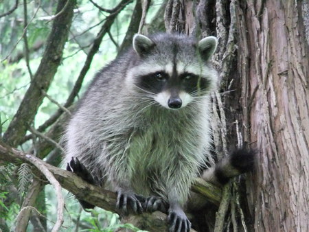 Raccoon in a tree