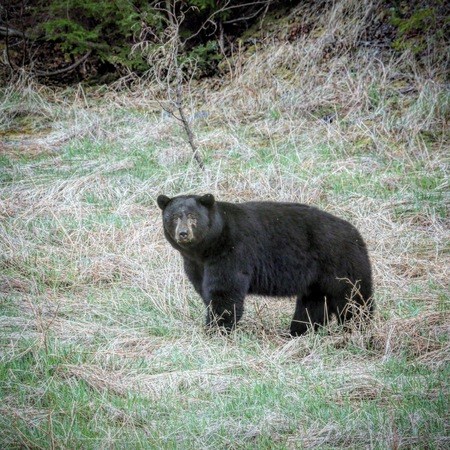 Manning Park Bear