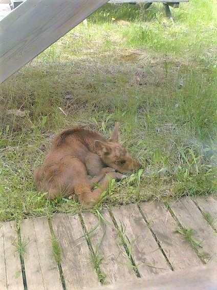 Baby Moose waiting for Mamma to come back