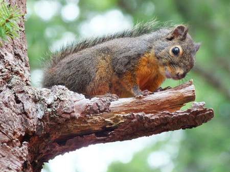 Douglas Squirrel