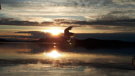 seagull photobombs sunset picture!