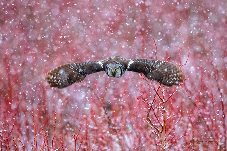 Northern Hawk Owl