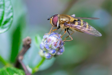 Resting syrphid fly