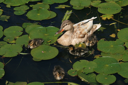 Mommy duck