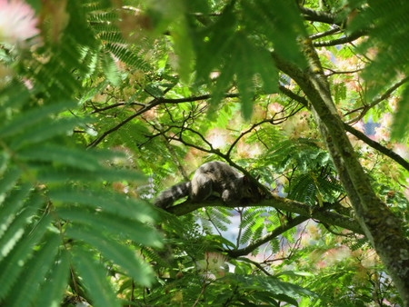 A squirrel's backyard siesta