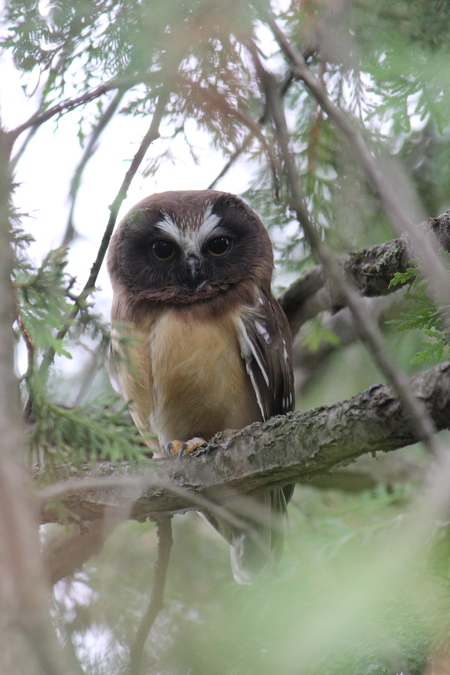 Young Northern Saw-Whet Owl