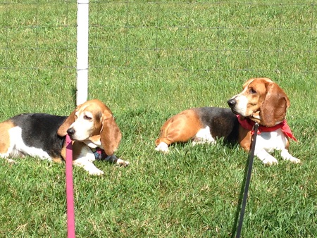 Lucy and foster Flash