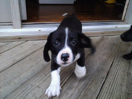 Dudley