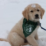 Entry image for Opie