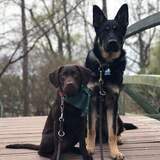 Entry image for Muffin & Henry
