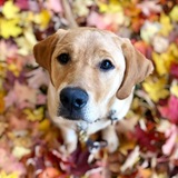 Entry image for Skipper