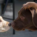 Entry image for Angus & Tucker
