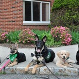Entry image for Gatwick, Wonder, Arlo, Vista & Pirate