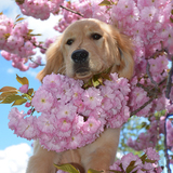 Entry image for Maggie