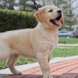 Entry image for Clifford