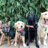 Entry image for Leif, Missy, Ponder & Gandalf