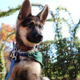 Entry image for Laika