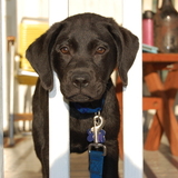 Entry image for O'Malley